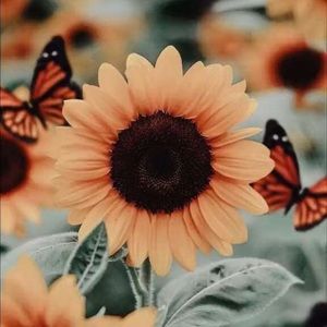 Meet your Posher, Evann